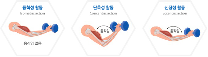 등척성 활동과 단축성 활동, 신장성 활동을 보여주는 이미지. 등척성 활동은 근육 길이의 변화가 없는 운동, 단축성 활동은 근육이 수축되는 움직임이 있는 운동, 신장성 활동은 근육이 늘어나는 움직임이 있는 활동을 보여준다.
