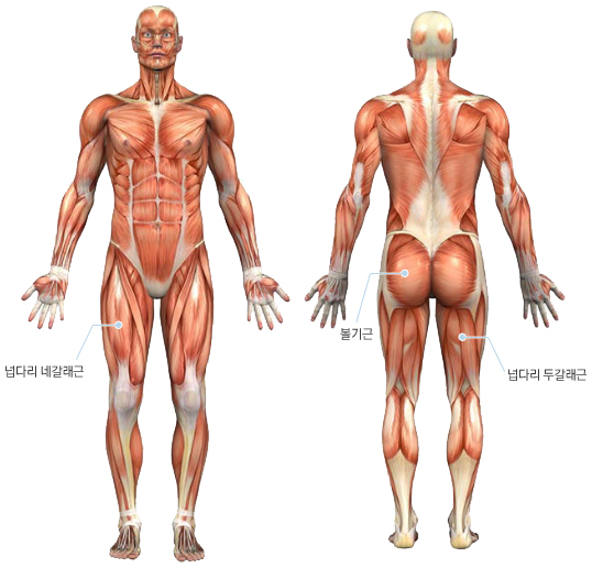 주로 사용되는 근육 이미지 (하단 설명 참고)